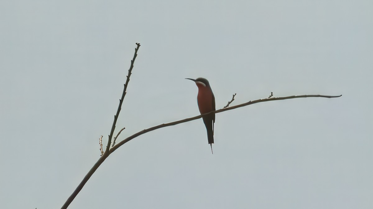Rosy Bee-eater - ML635226256