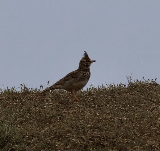 Crested Lark (Crested) - ML635226291