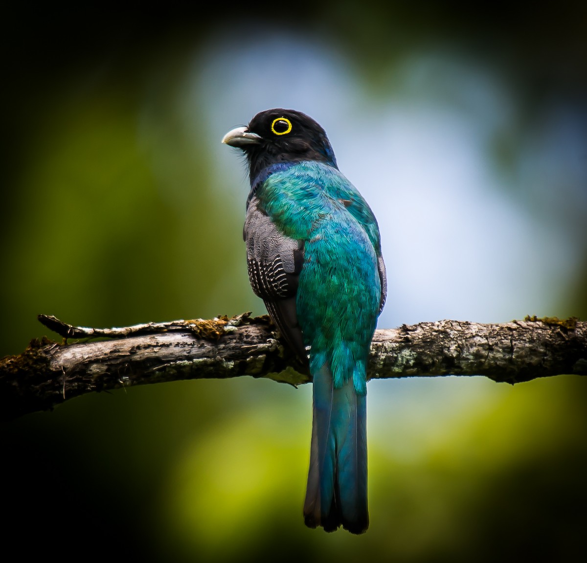 Gartered Trogon - ML635226361