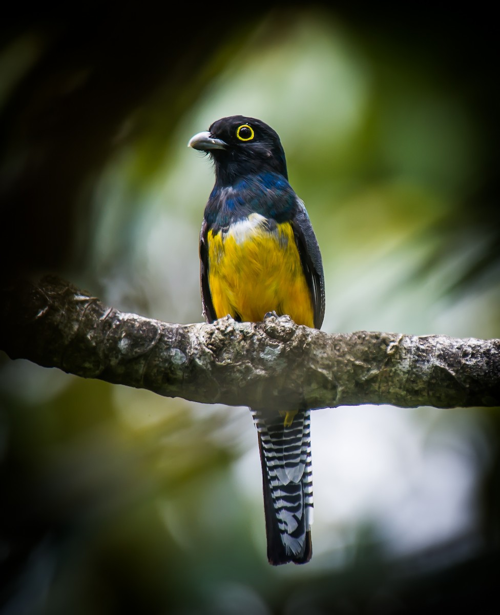 Gartered Trogon - ML635226362