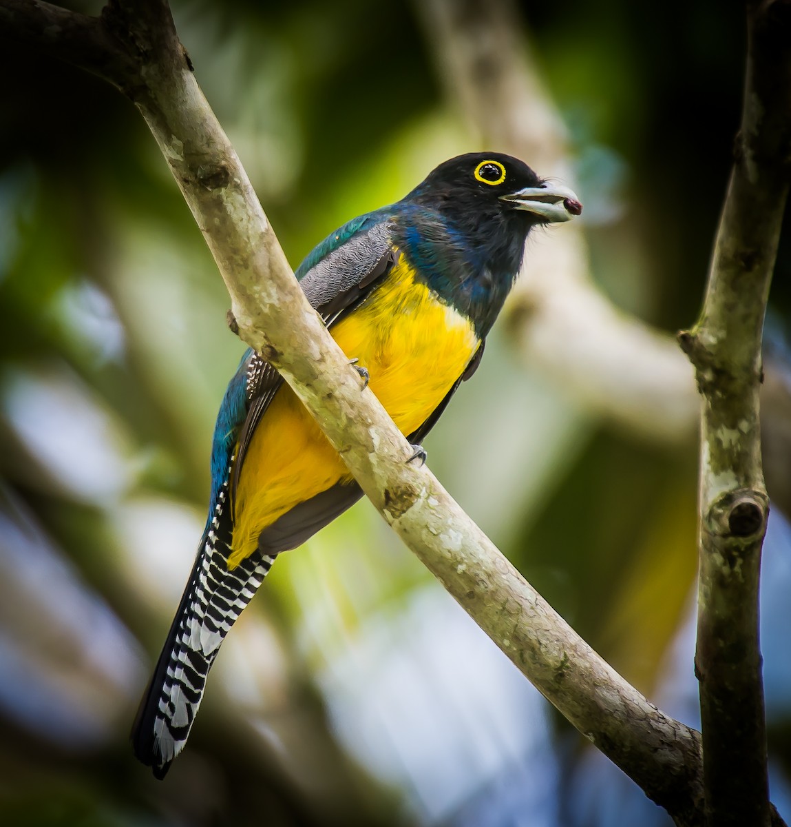 Gartered Trogon - ML635226363