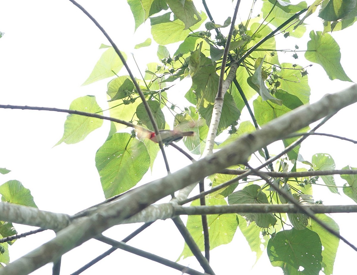 Crimson Sunbird - ML635226374