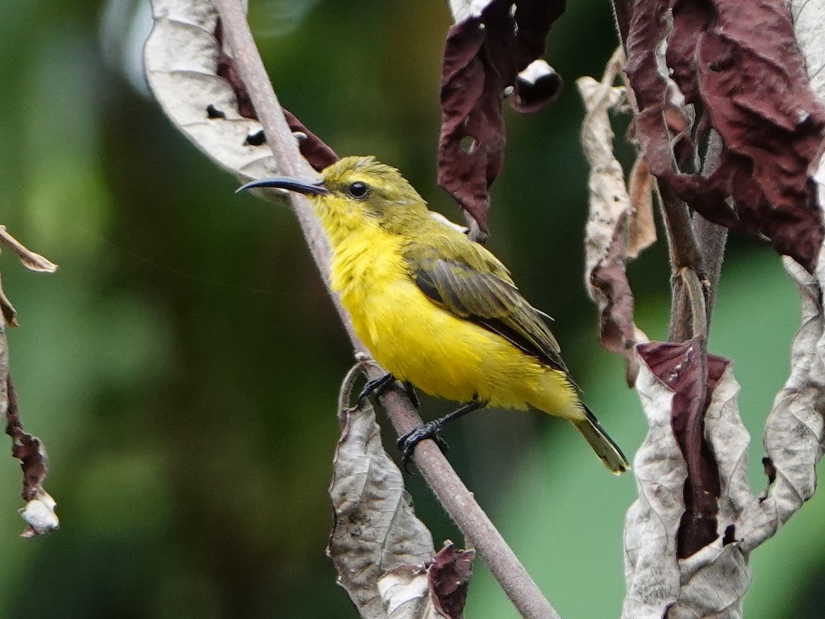 Sahul Sunbird - ML635226403