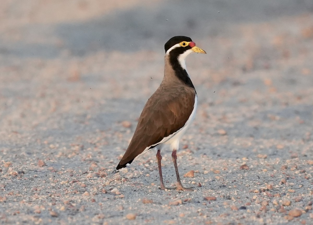 Banded Lapwing - ML635226404