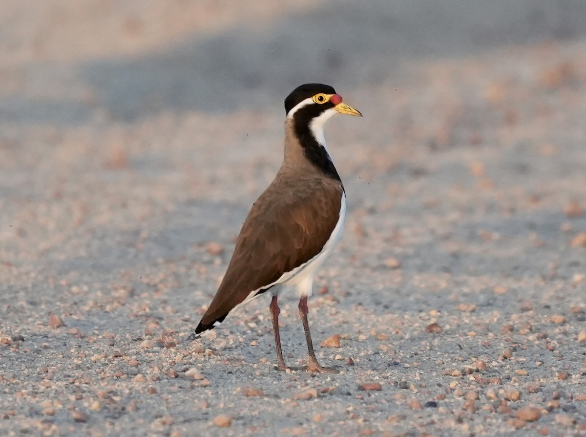 Banded Lapwing - ML635226405