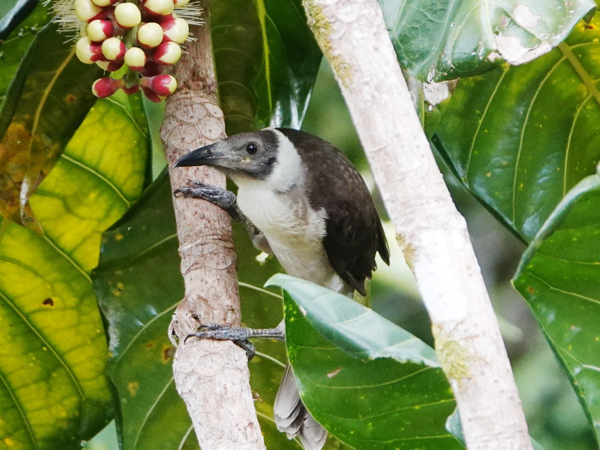 White-naped Friarbird - ML635226407