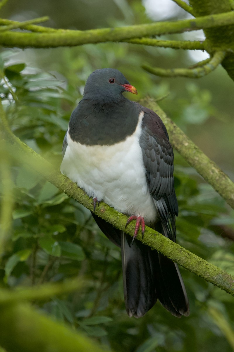 Chatham Islands Pigeon - ML635226428