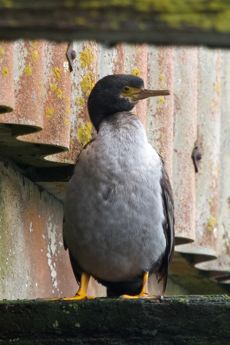 Pitt Island Shag - ML635226435