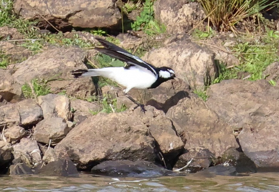 Magpie-lark - ML635226462