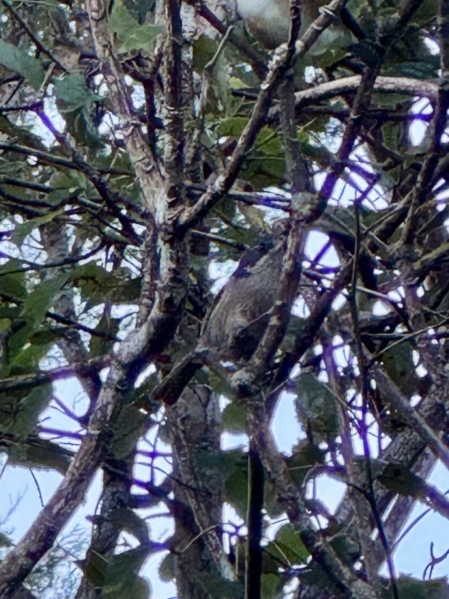 Pipipi - ML635226535