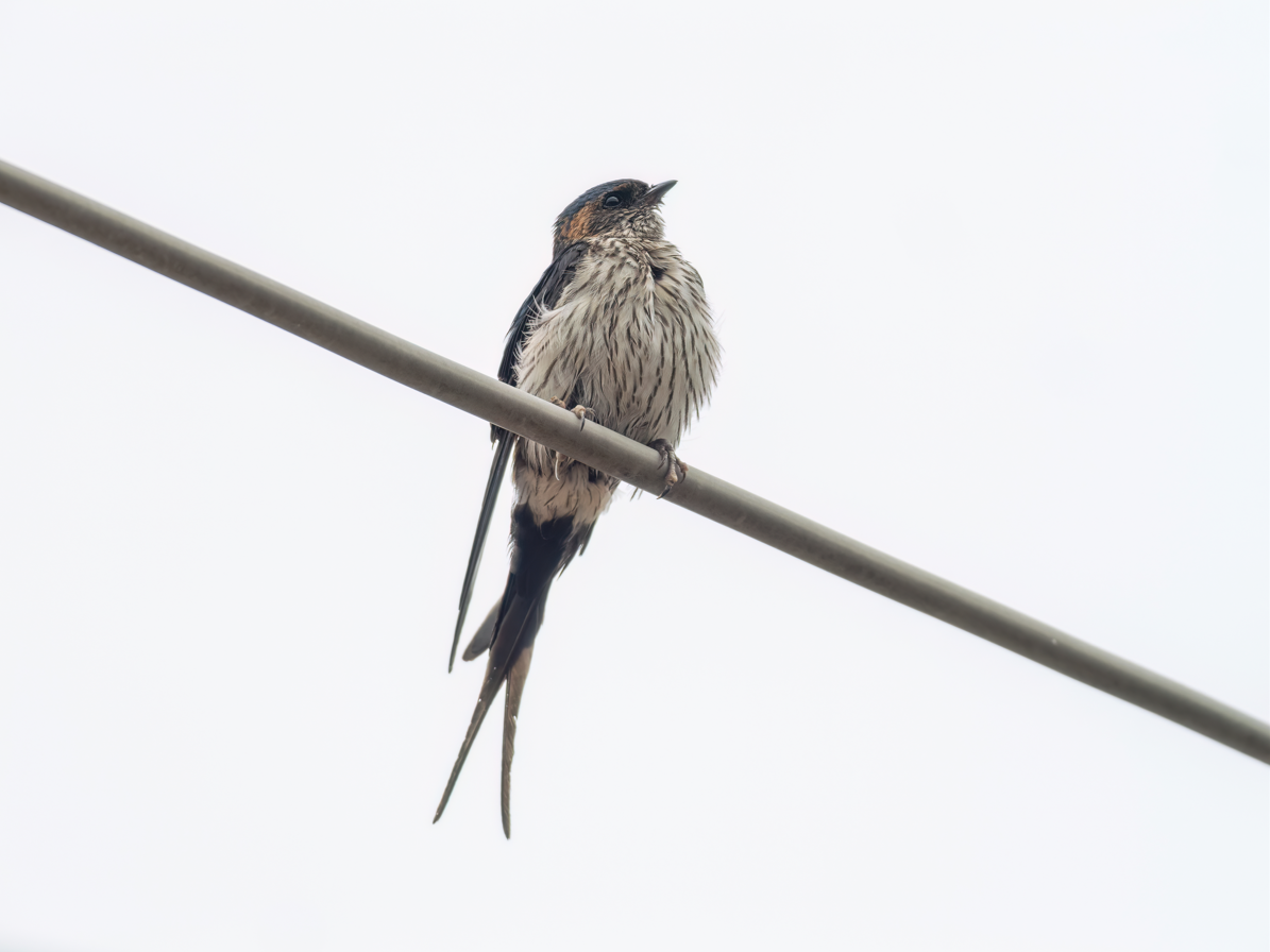 Eastern Red-rumped Swallow (Striated) - ML635226590
