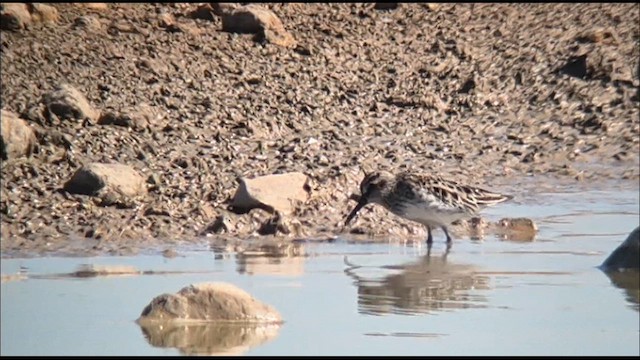 Broad-billed Sandpiper - ML635226630