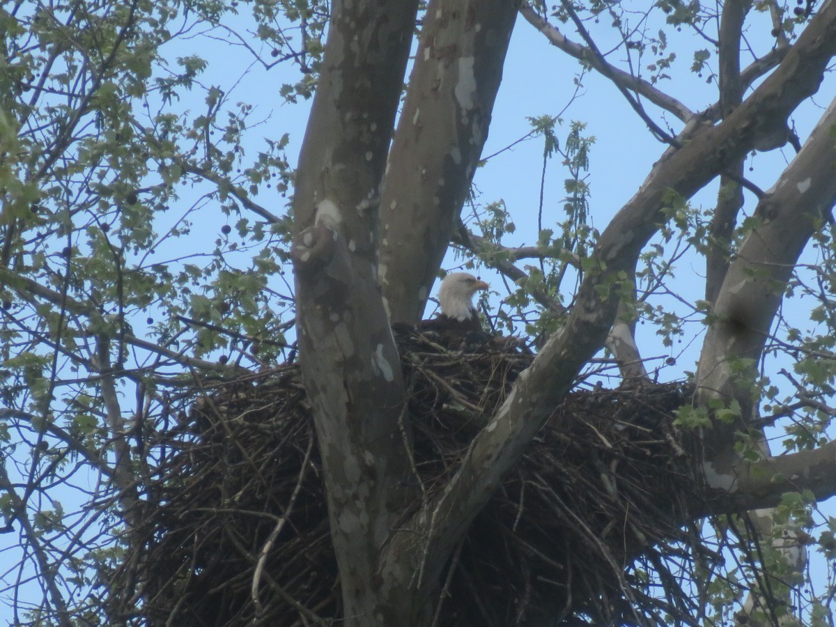 Bald Eagle - ML635226639