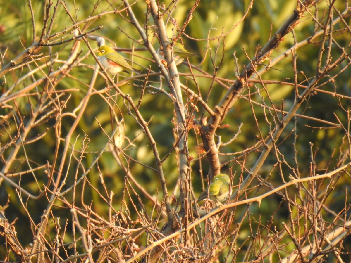 Chestnut-flanked White-eye - ML635226677