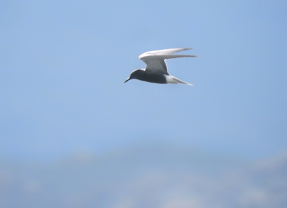Black Tern - ML635226745