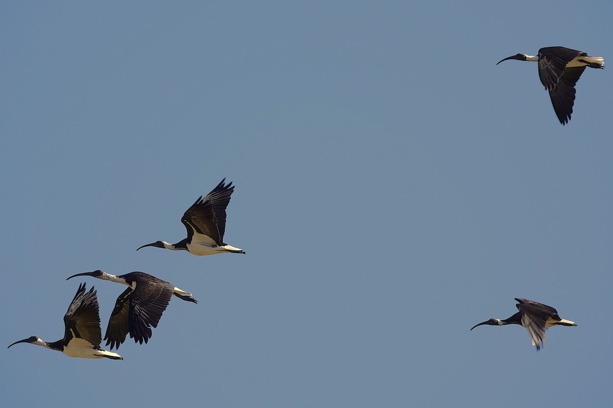 Yakalı Kutsal Aynak - ML635226809