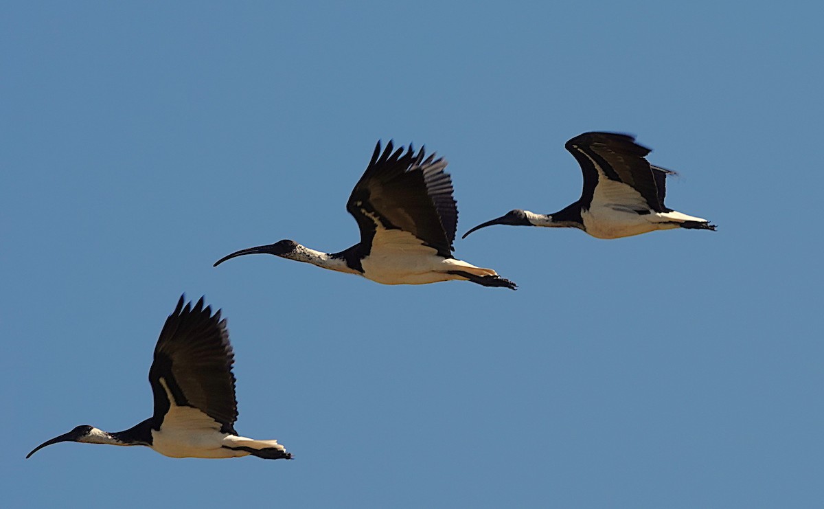 Yakalı Kutsal Aynak - ML635226815