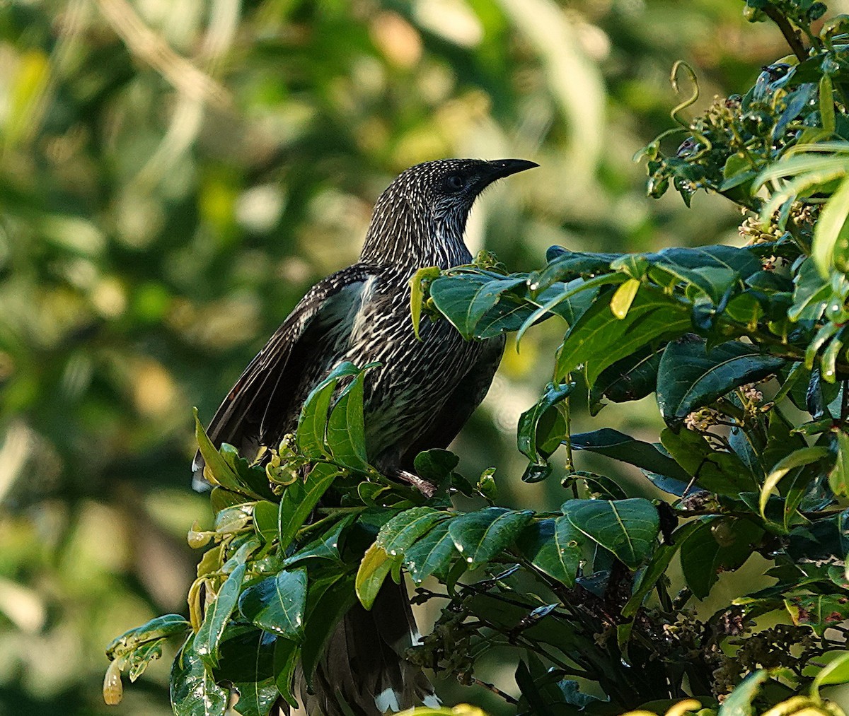 Kızıl Kanatlı Balkuşu - ML635226825