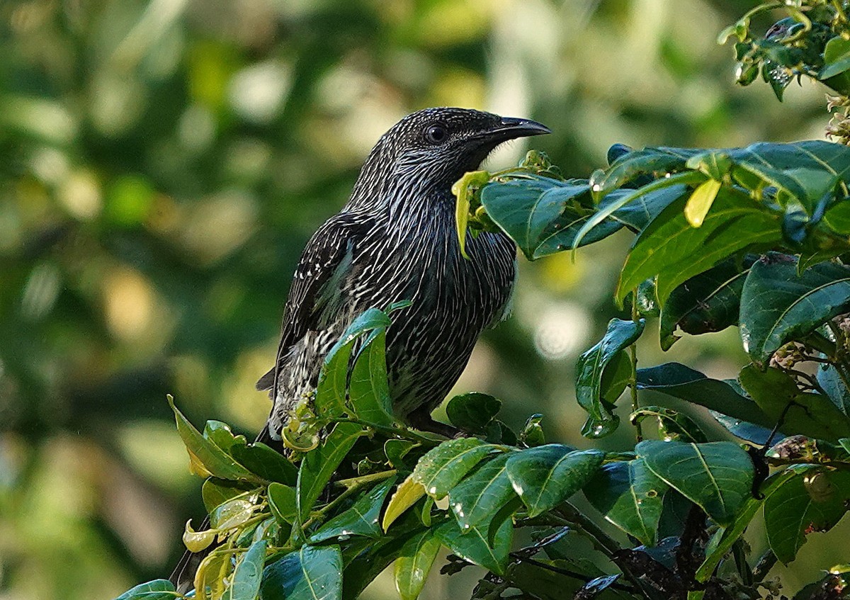 Kızıl Kanatlı Balkuşu - ML635226830