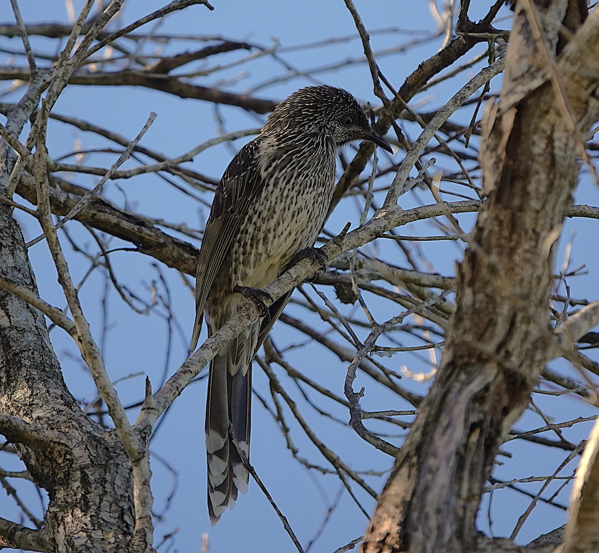 Kızıl Kanatlı Balkuşu - ML635226851