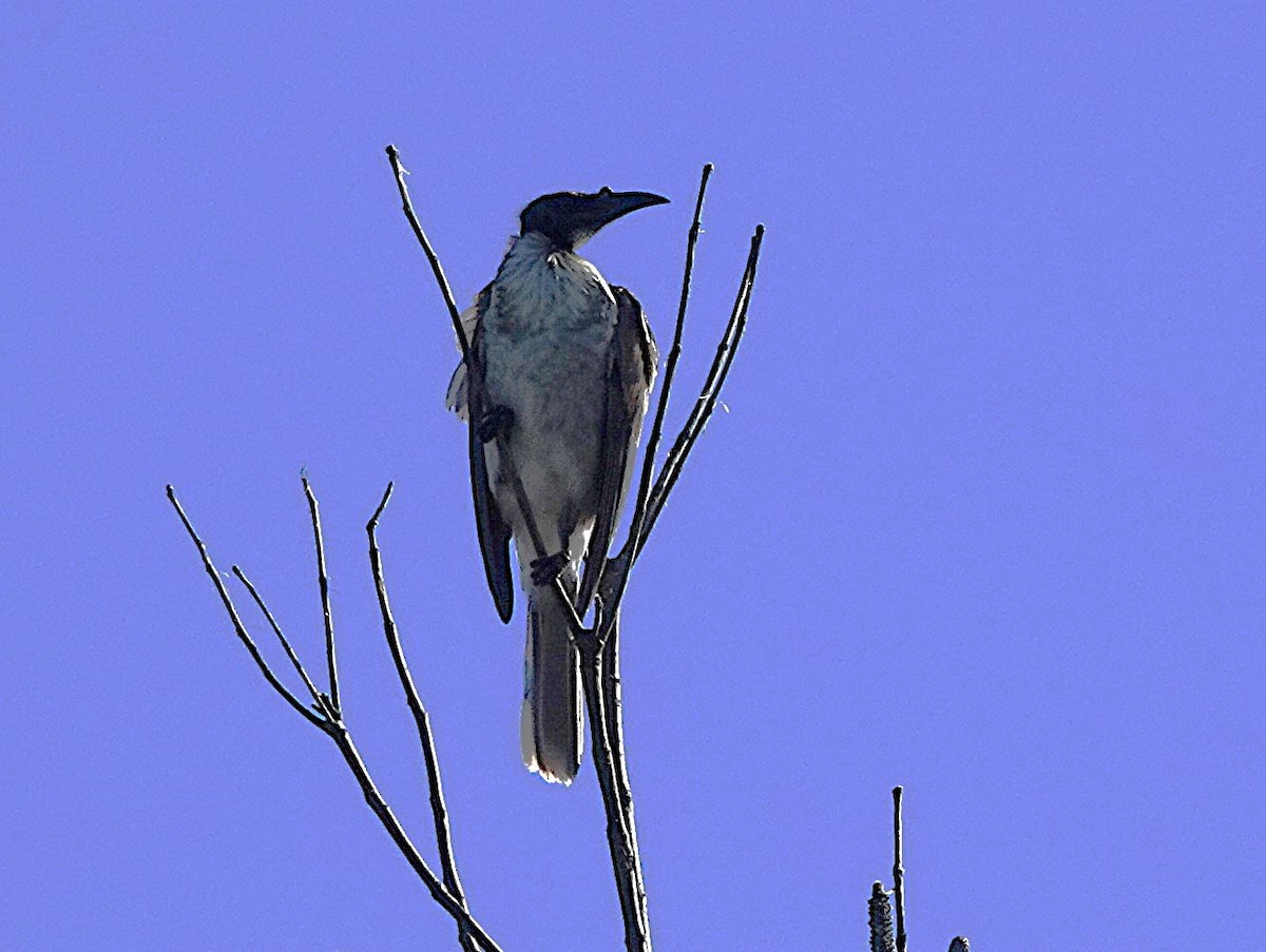 Bağırgan Keşişkuşu - ML635226860