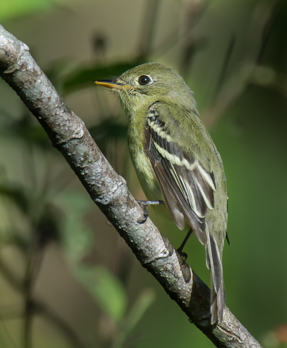 Yellow-bellied Flycatcher - ML635226862