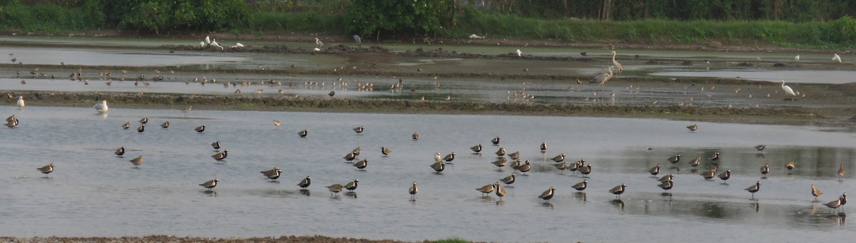 Piviere orientale - ML635226881