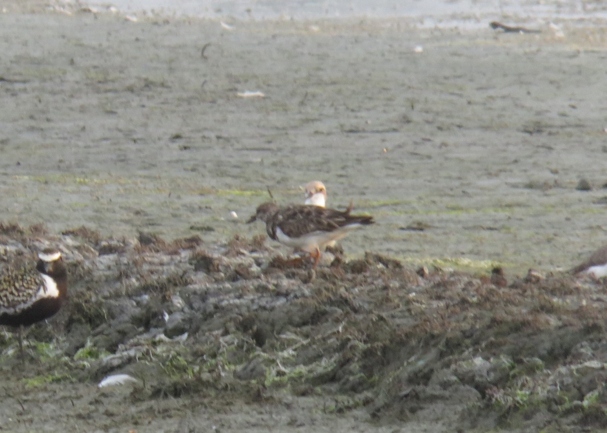 Voltapietre - ML635226913