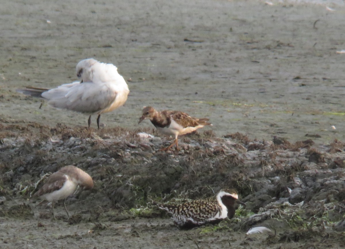 Voltapietre - ML635226914