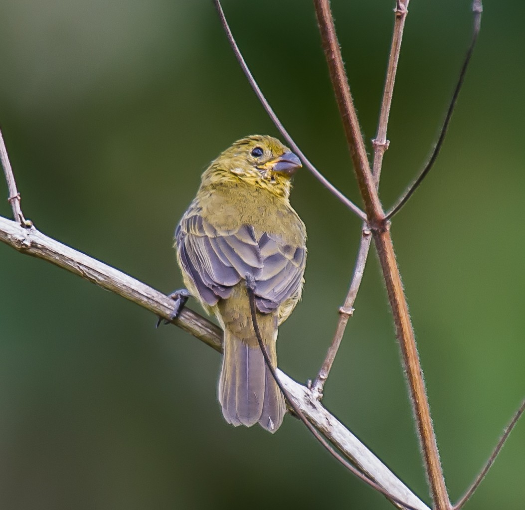 Variable Seedeater - ML635226917