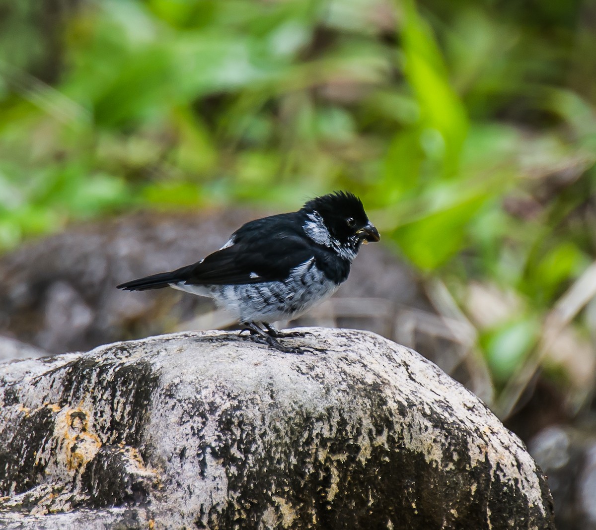 Variable Seedeater - ML635226918