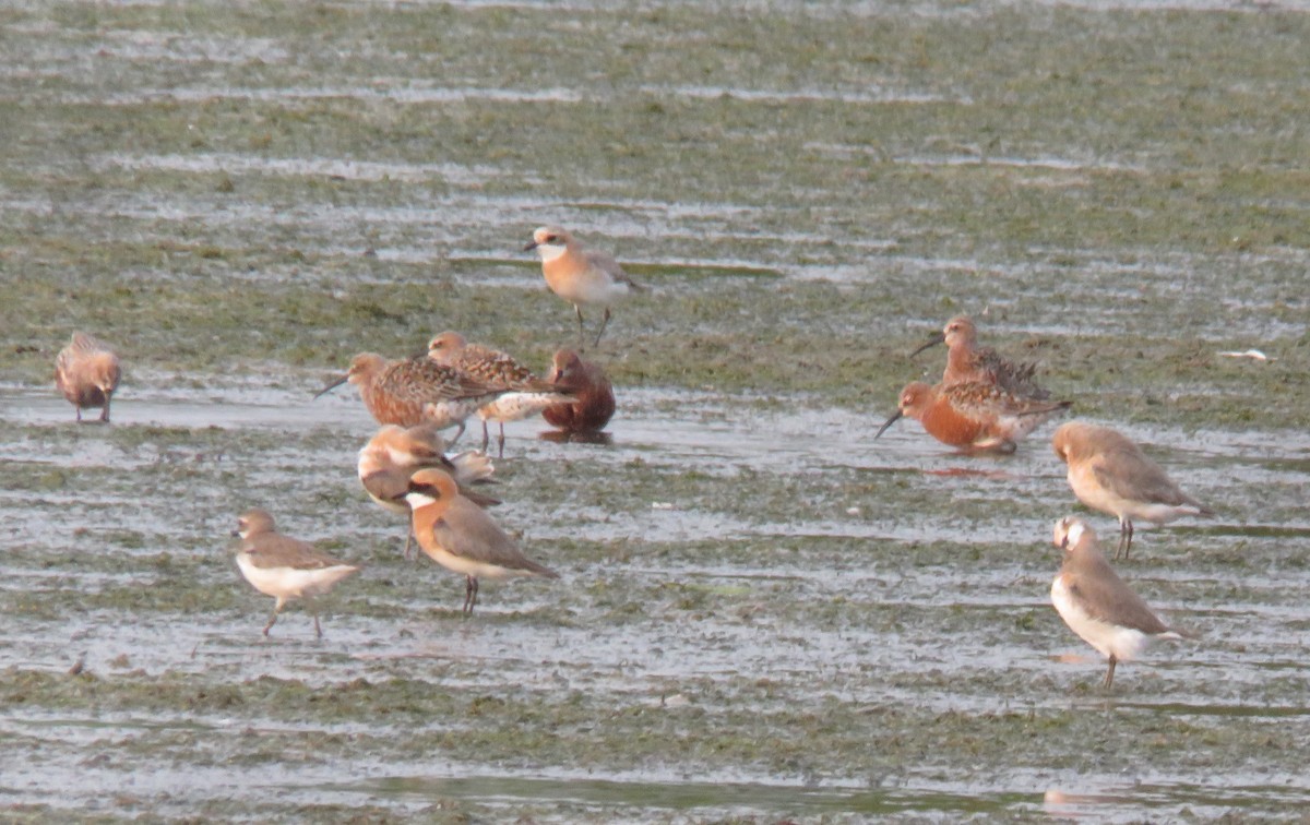 Piovanello comune - ML635226924