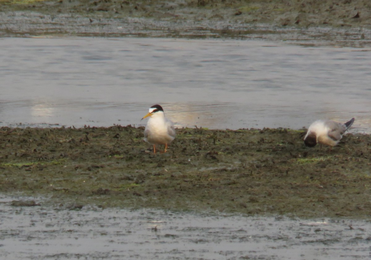 Fraticello - ML635226935