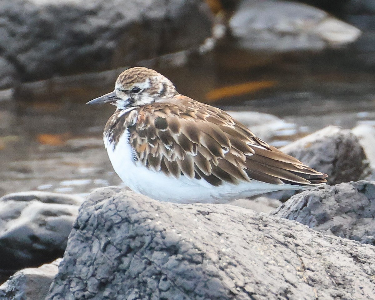 Ruddy Turnstone - ML635226941