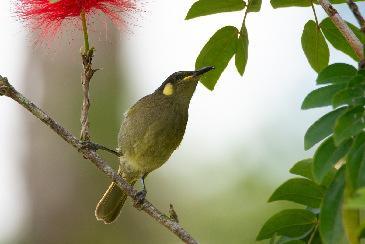 Cryptic Honeyeater - ML635226945