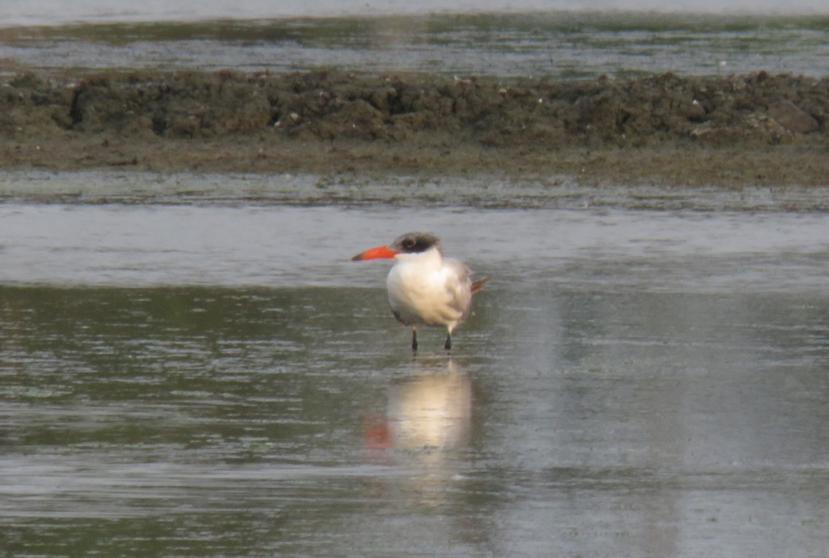 Sterna maggiore - ML635226947