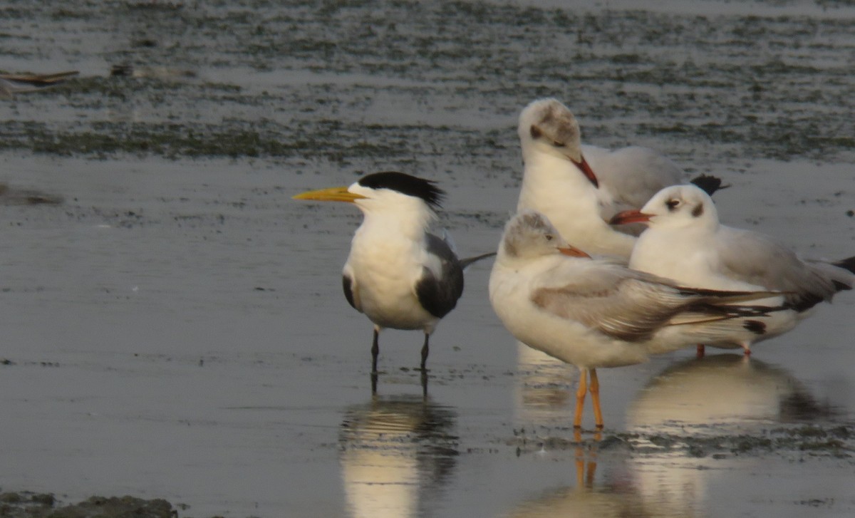 Great Crested Tern - ML635226954