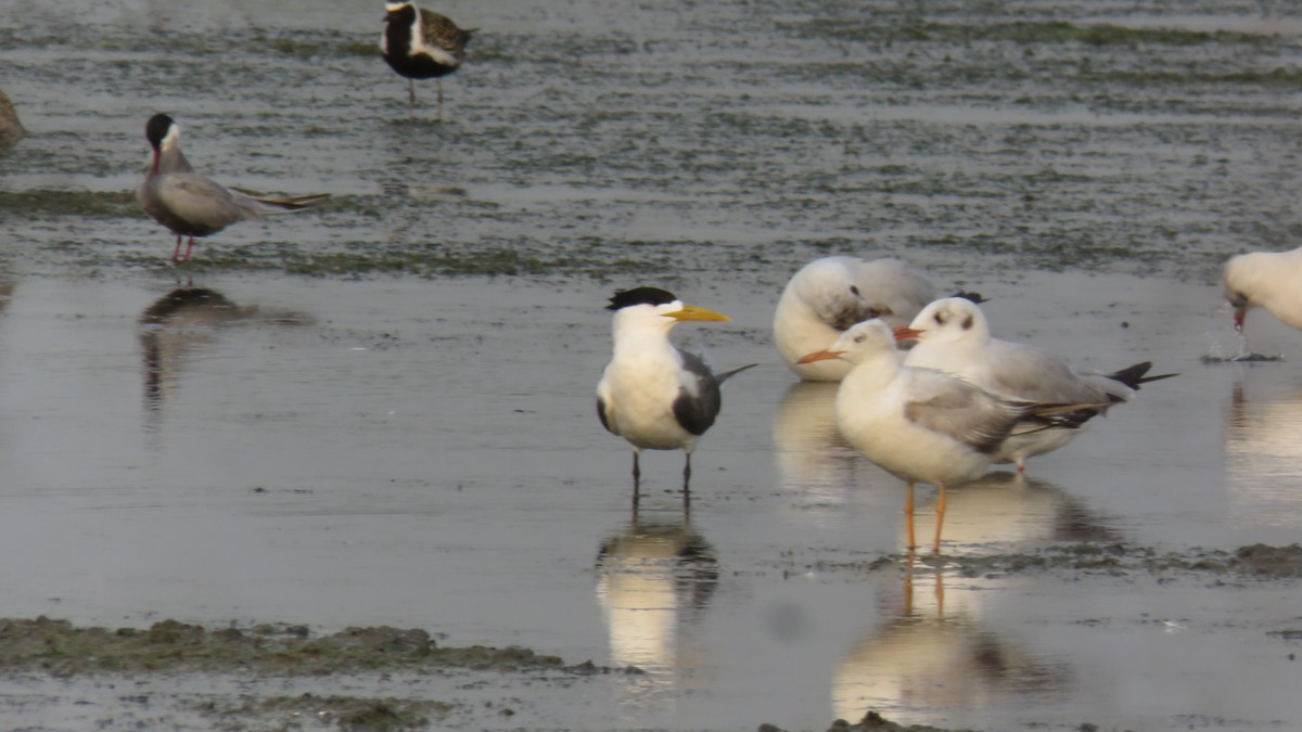 Great Crested Tern - ML635226955