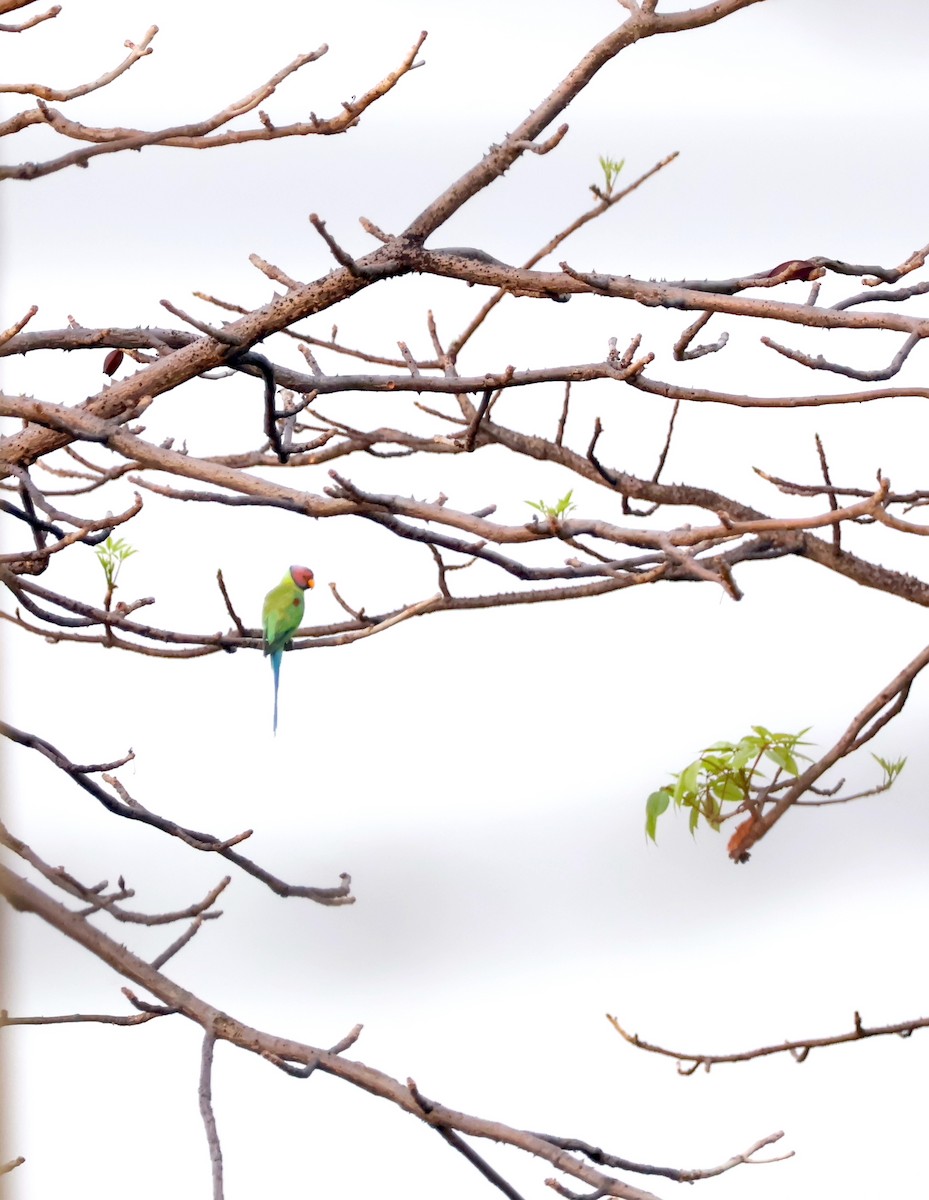 Plum-headed Parakeet - ML635227001
