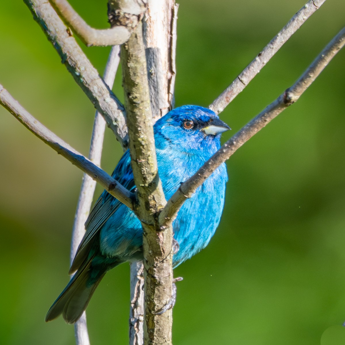 Indigo Bunting - ML635227054