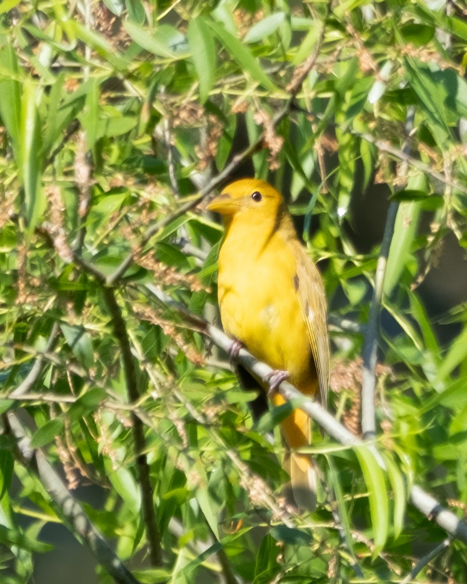 Summer Tanager - ML635227057
