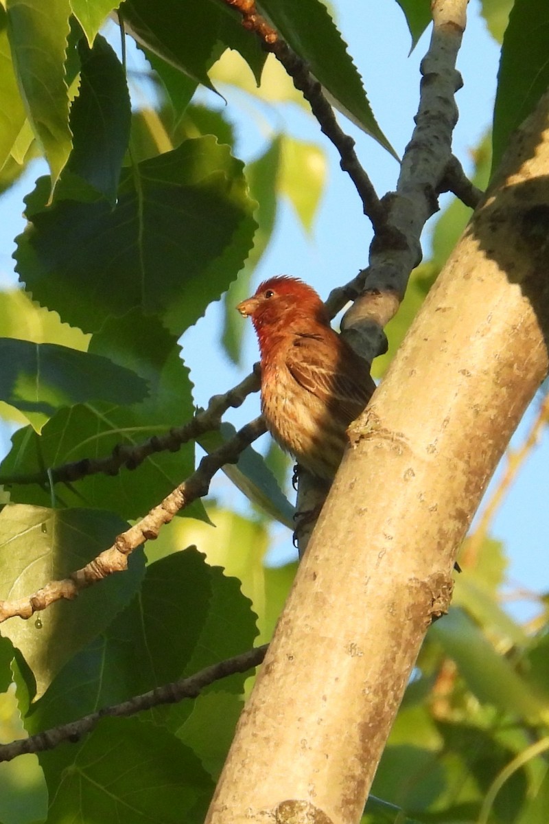 House Finch - ML635227071