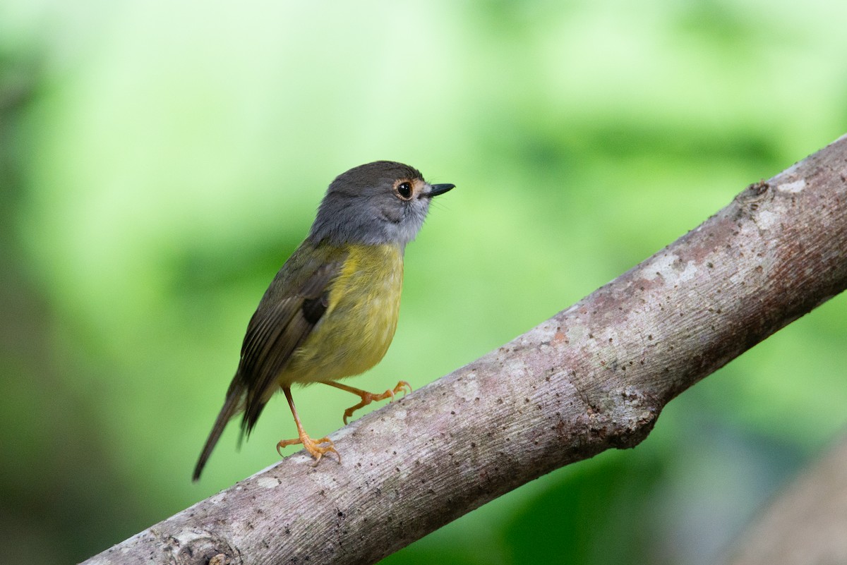 Pale-yellow Robin - ML635227072