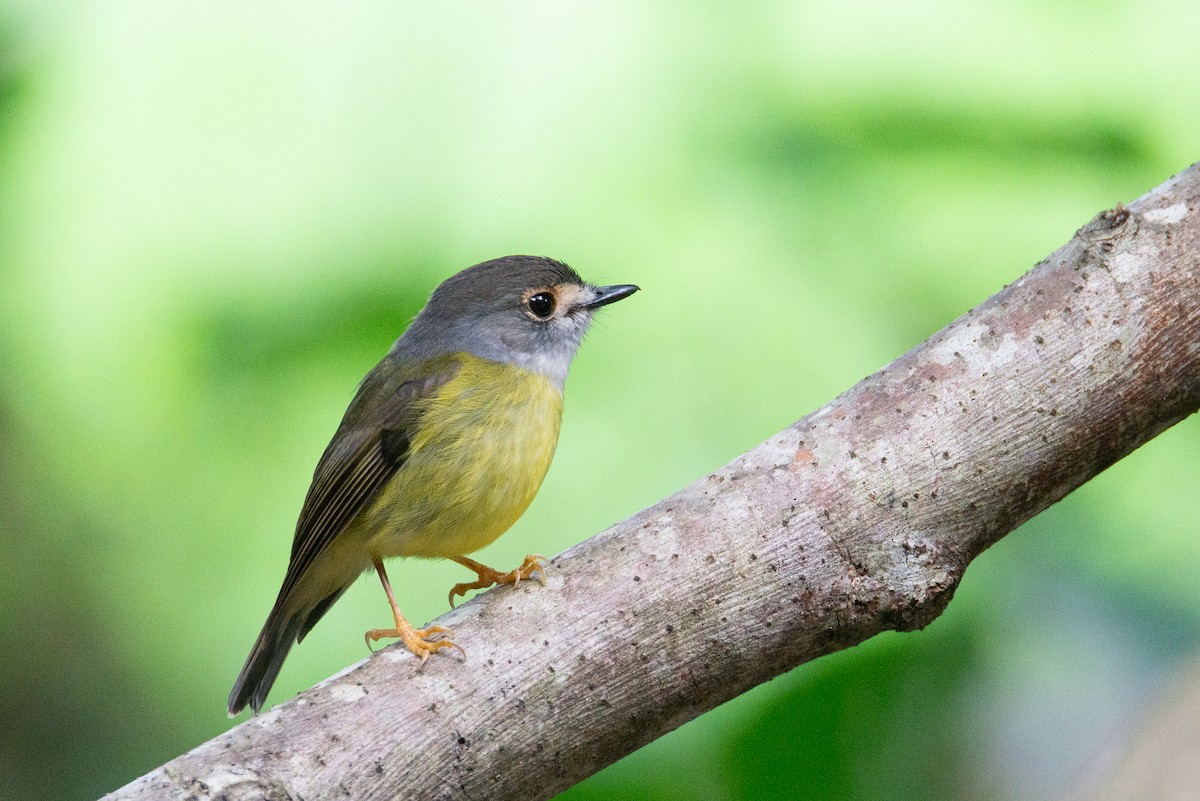 Pale-yellow Robin - ML635227073