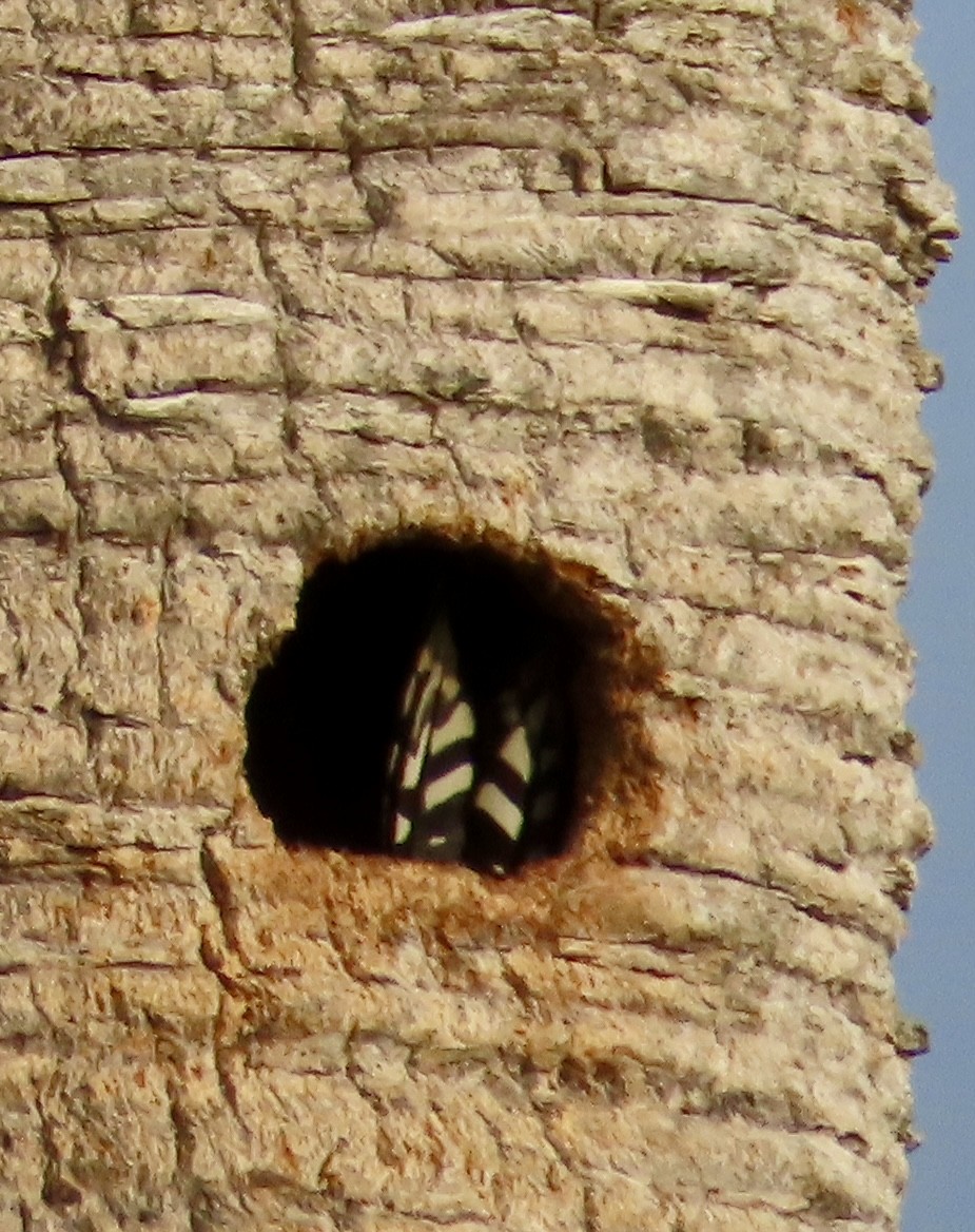 Red-bellied Woodpecker - Susan Daughtrey