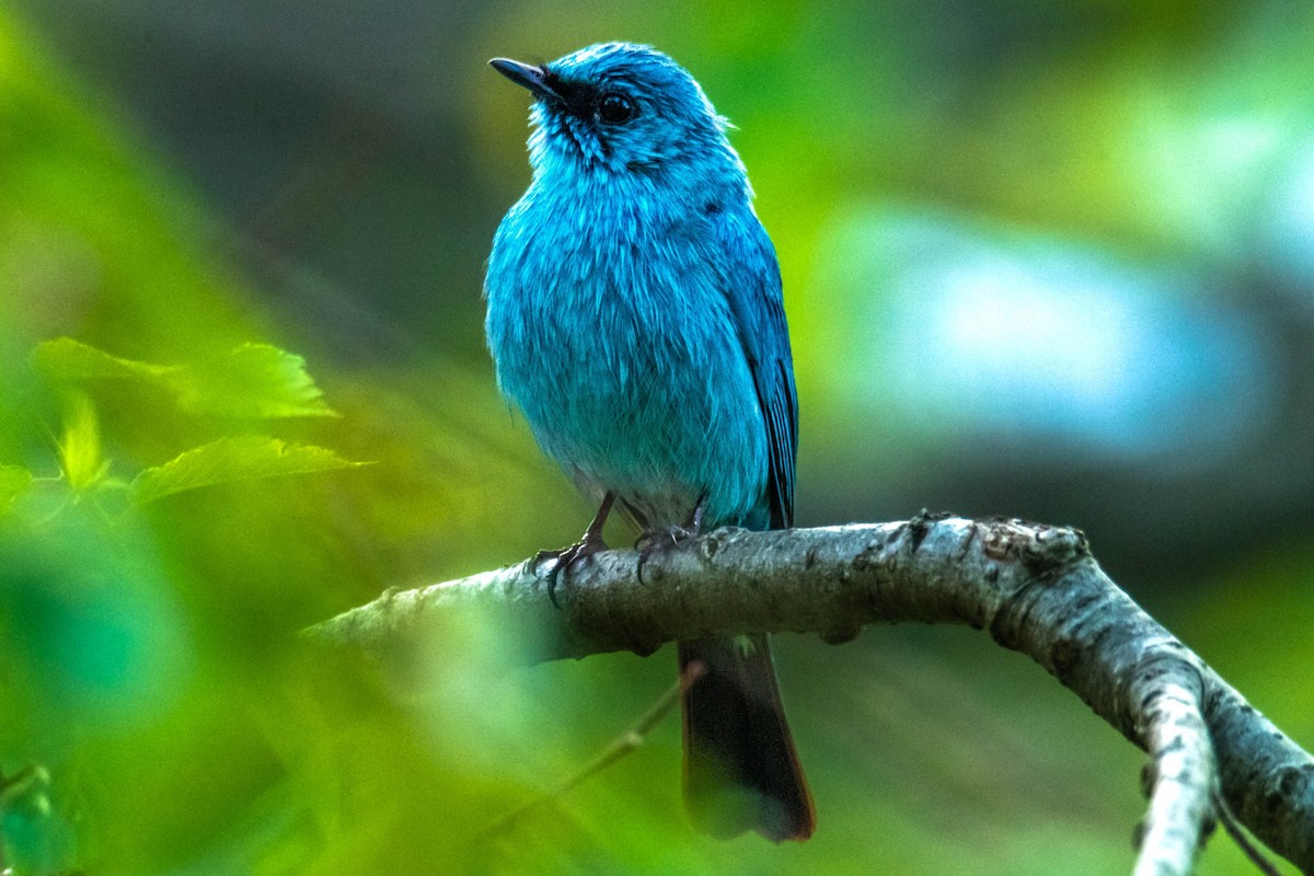 Verditer Flycatcher - ML635227243
