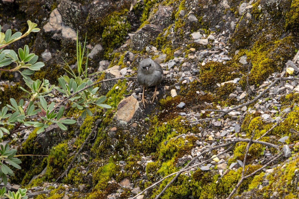 Ancash Tapaculo - ML635227293
