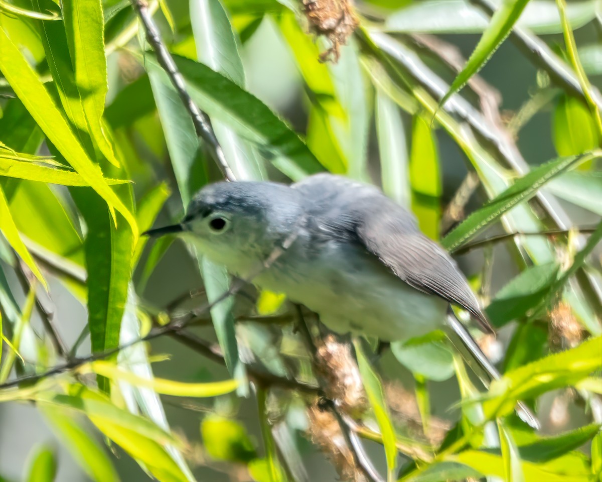 Blue-gray Gnatcatcher - ML635227321
