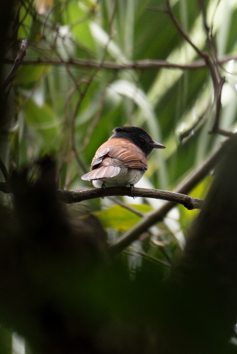 Black Paradise-Flycatcher - ML635227337