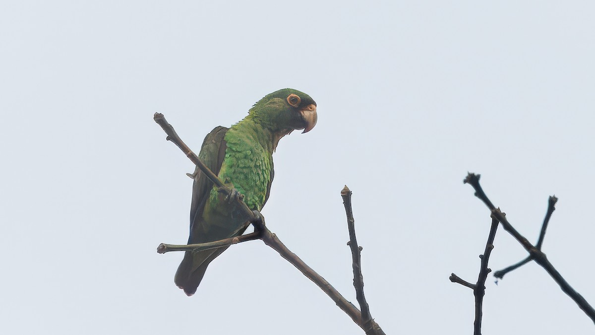 Red-fronted Parrot (Guinean) - ML635227352